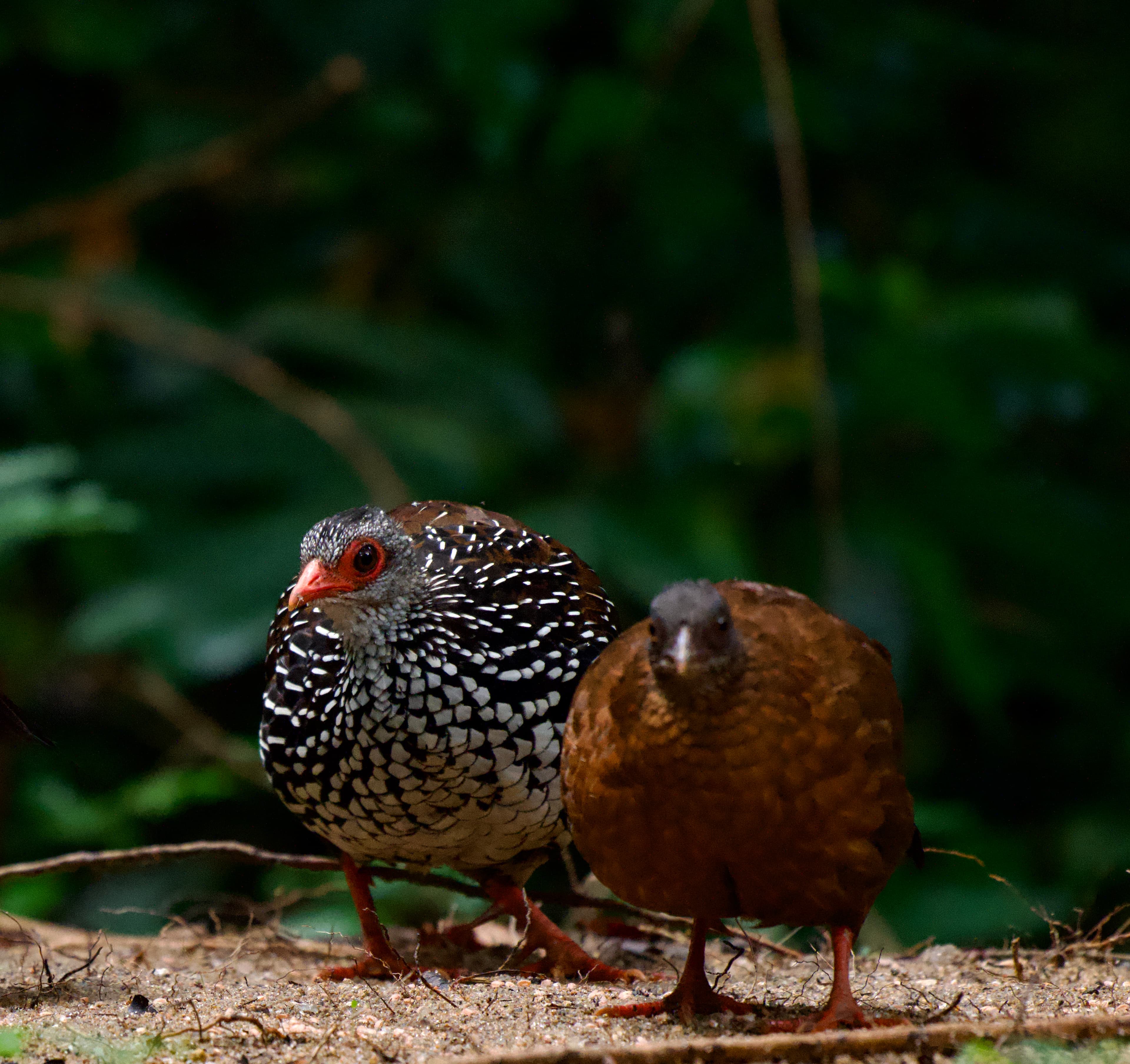 Vibrant Plumage