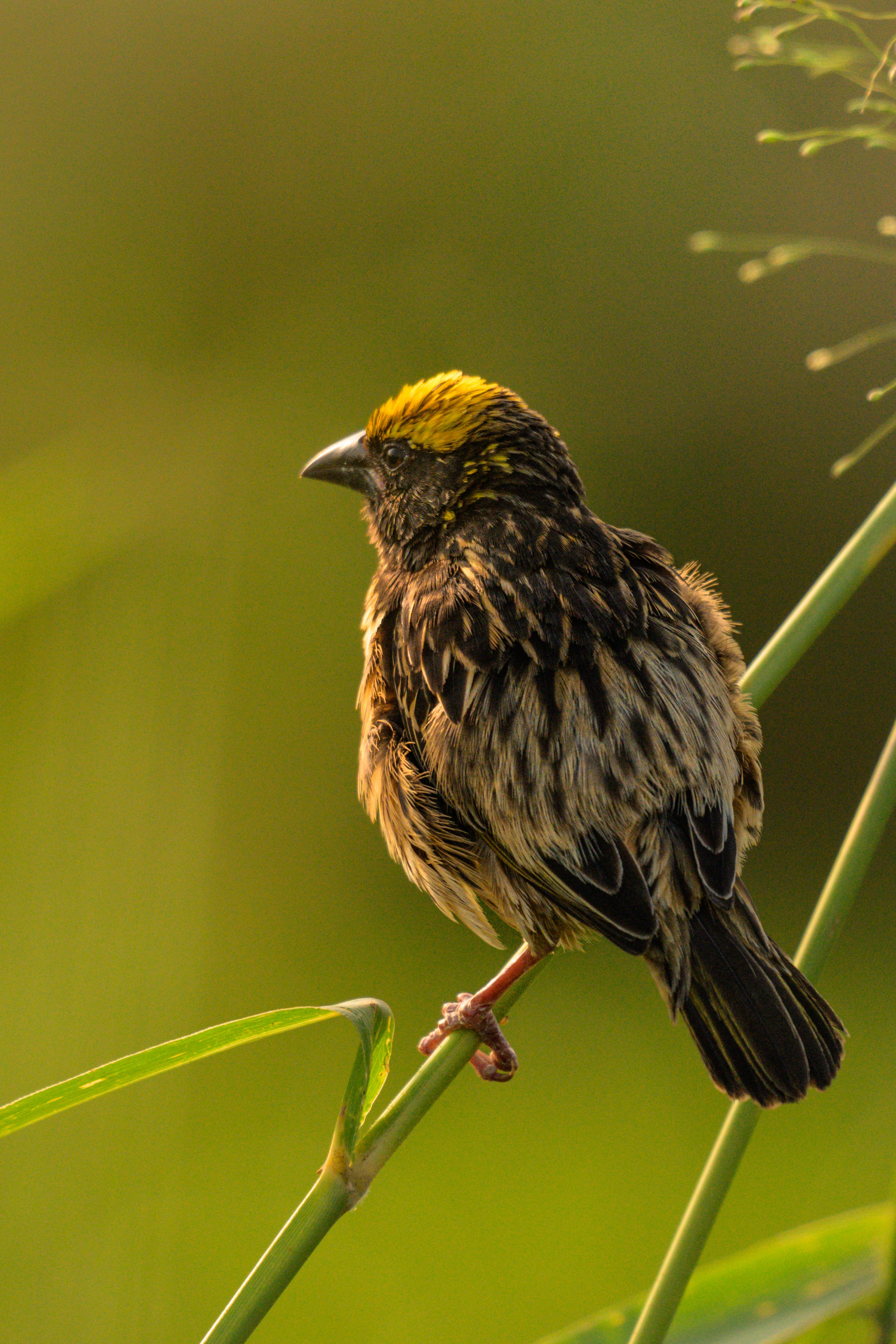 Vibrant Plumage