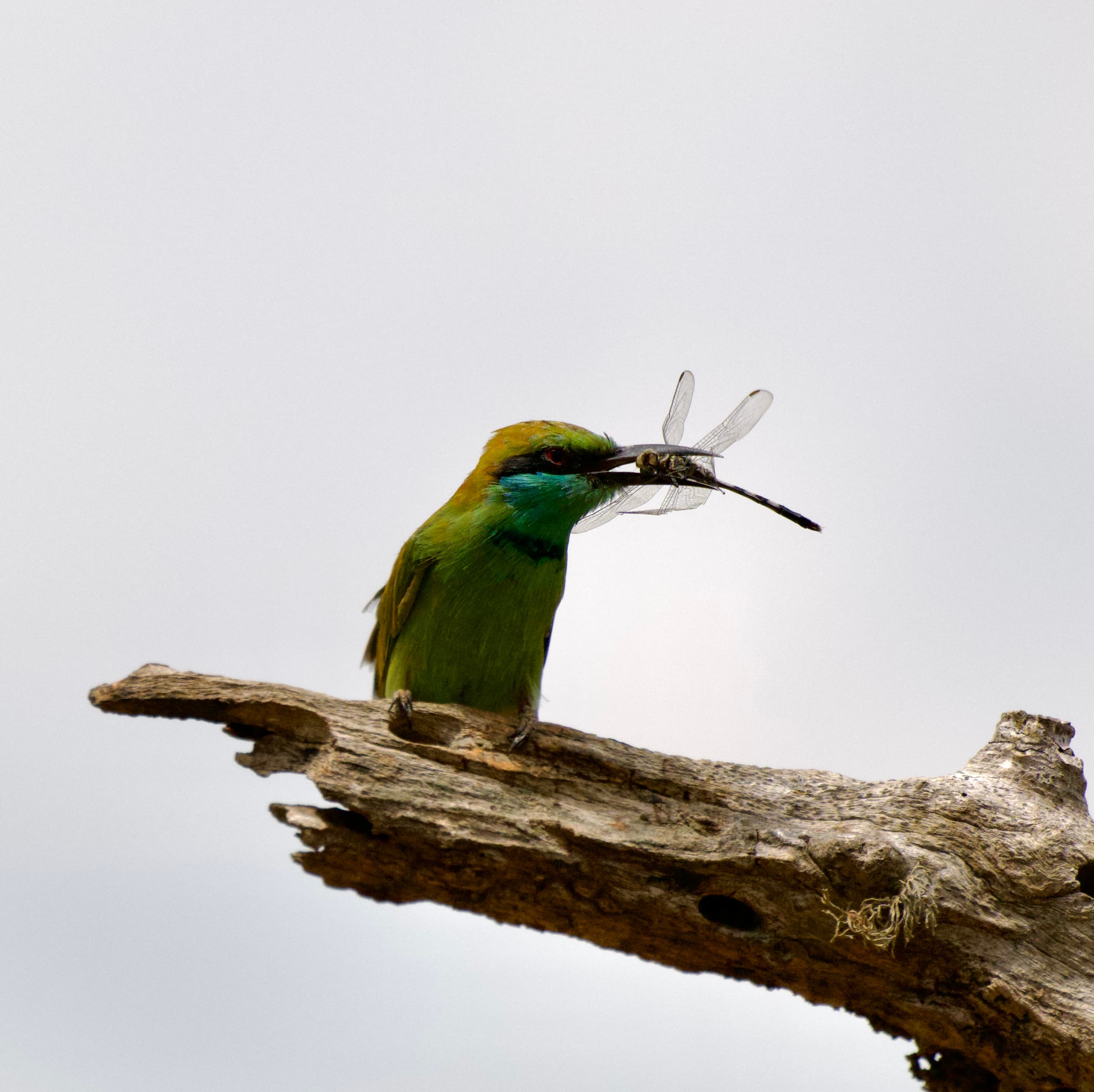 Vibrant Plumage