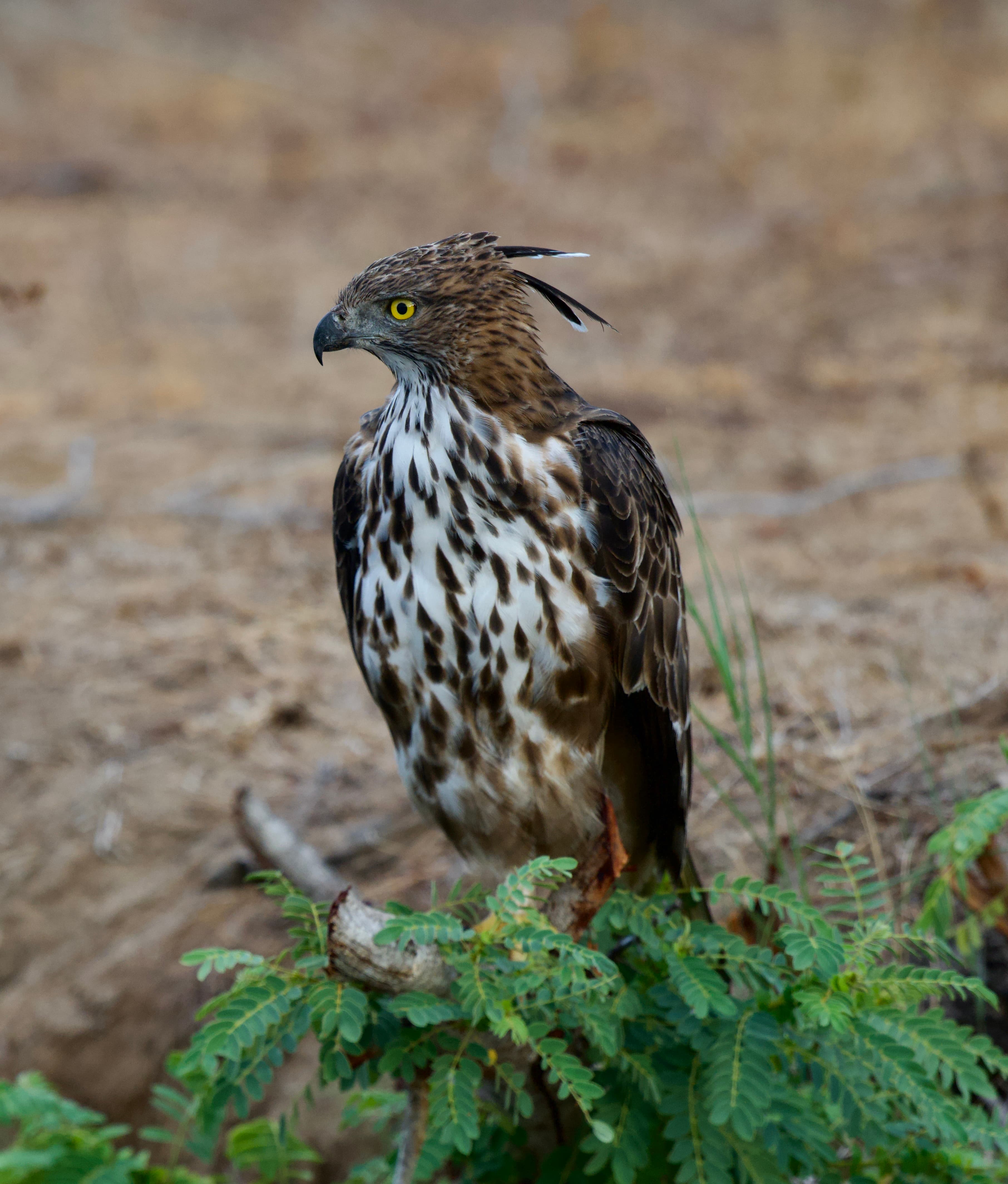 Vibrant Plumage