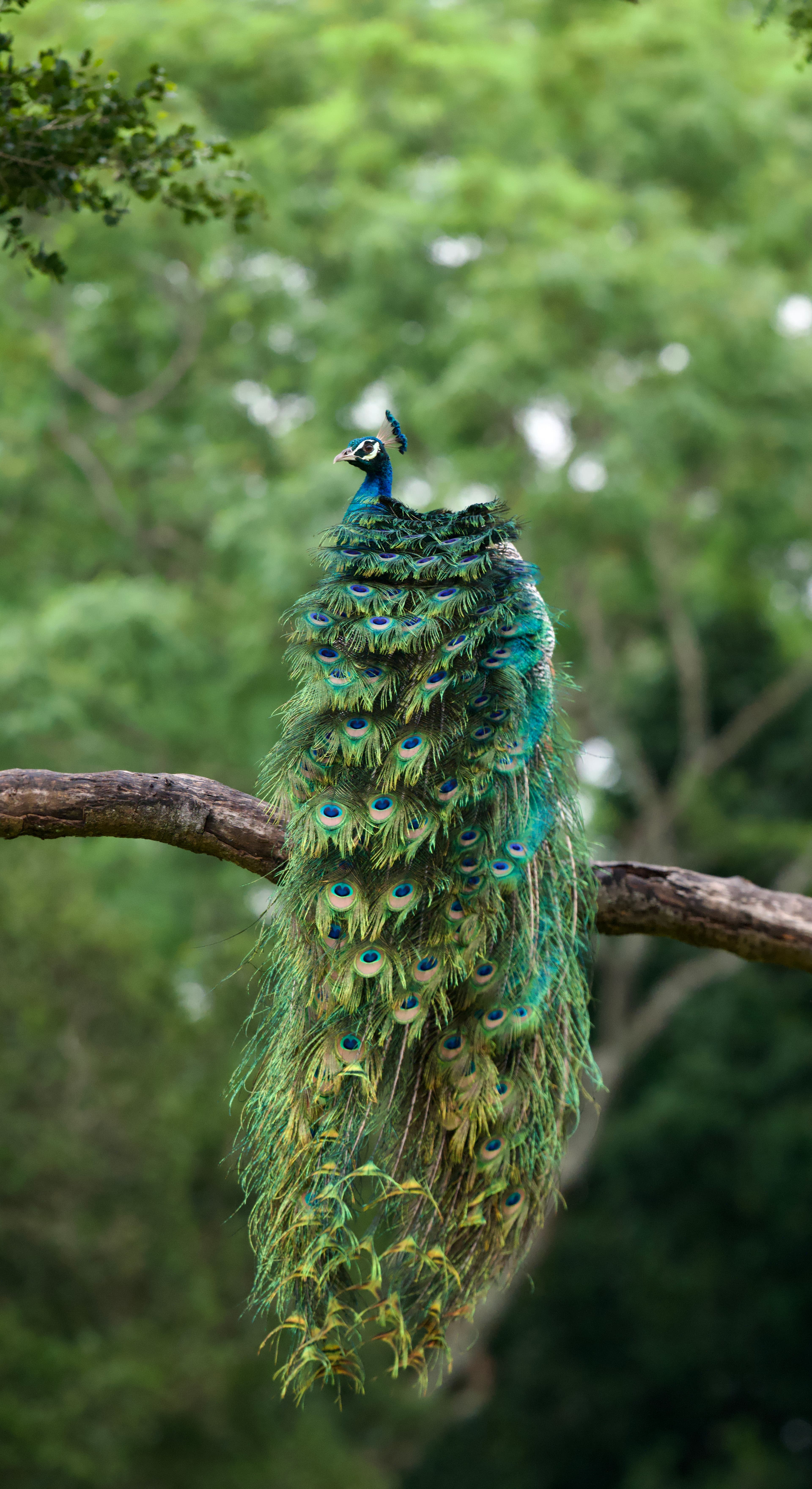 Vibrant Plumage