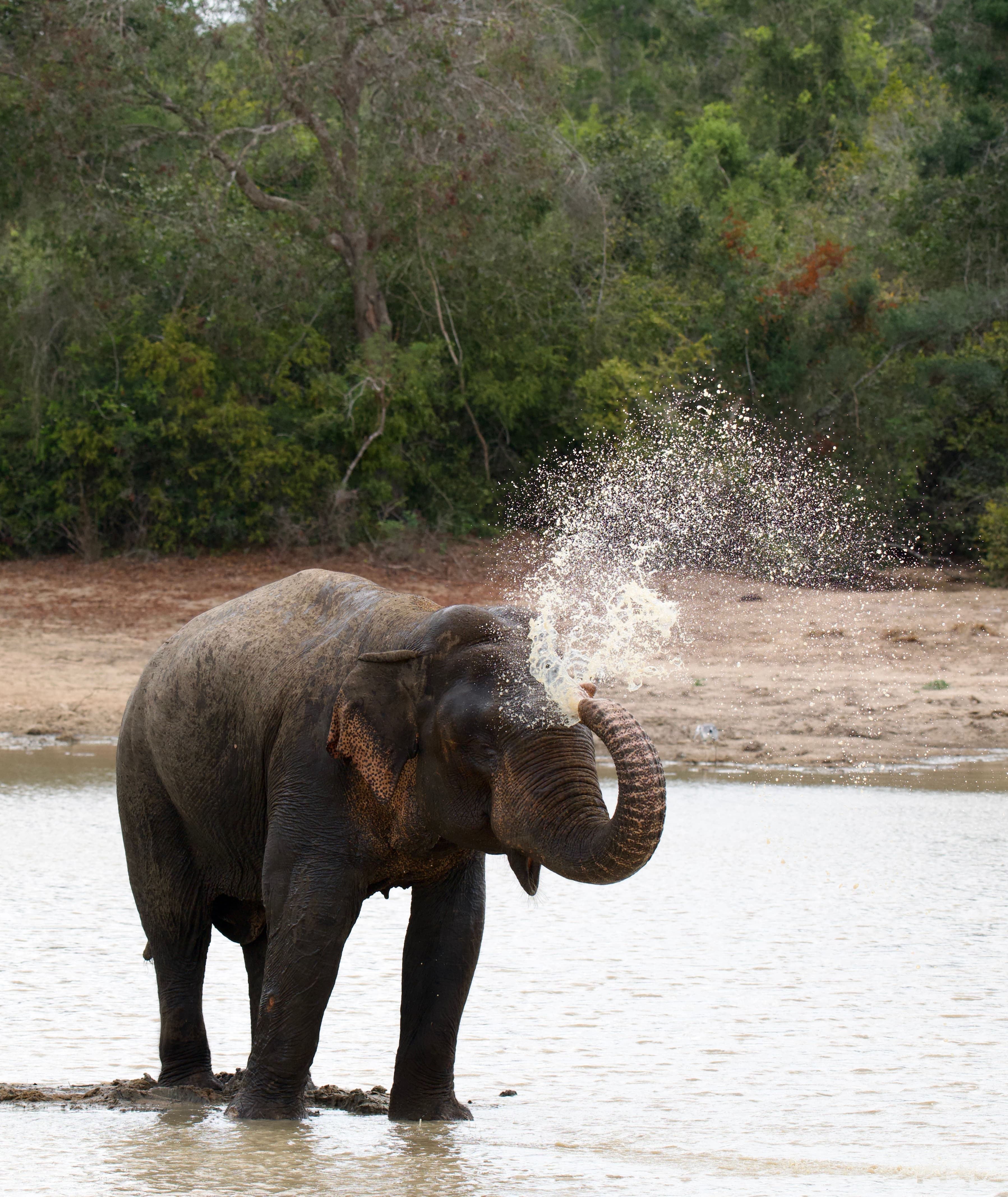 Gentle Giant