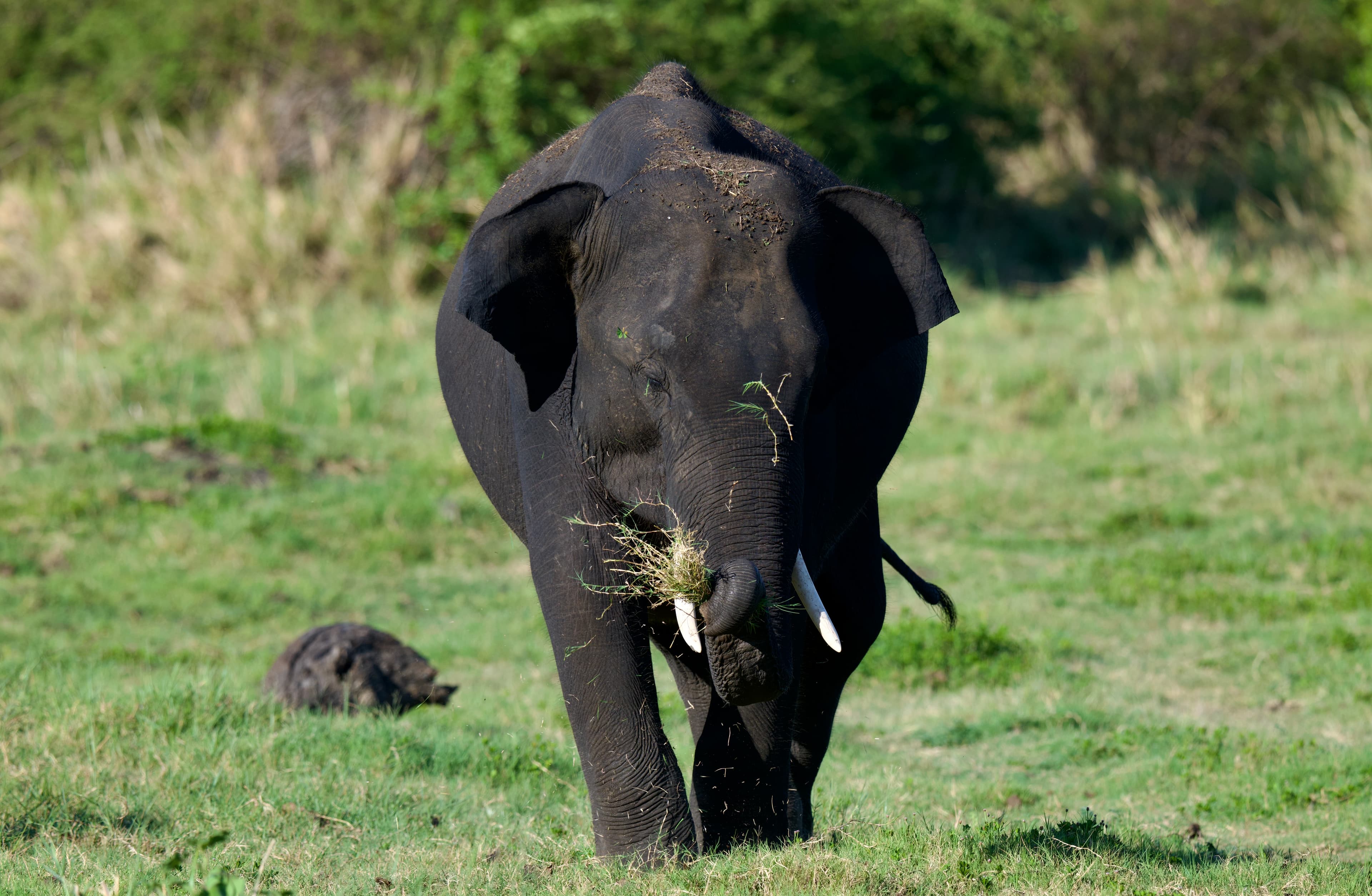 Gentle Giant