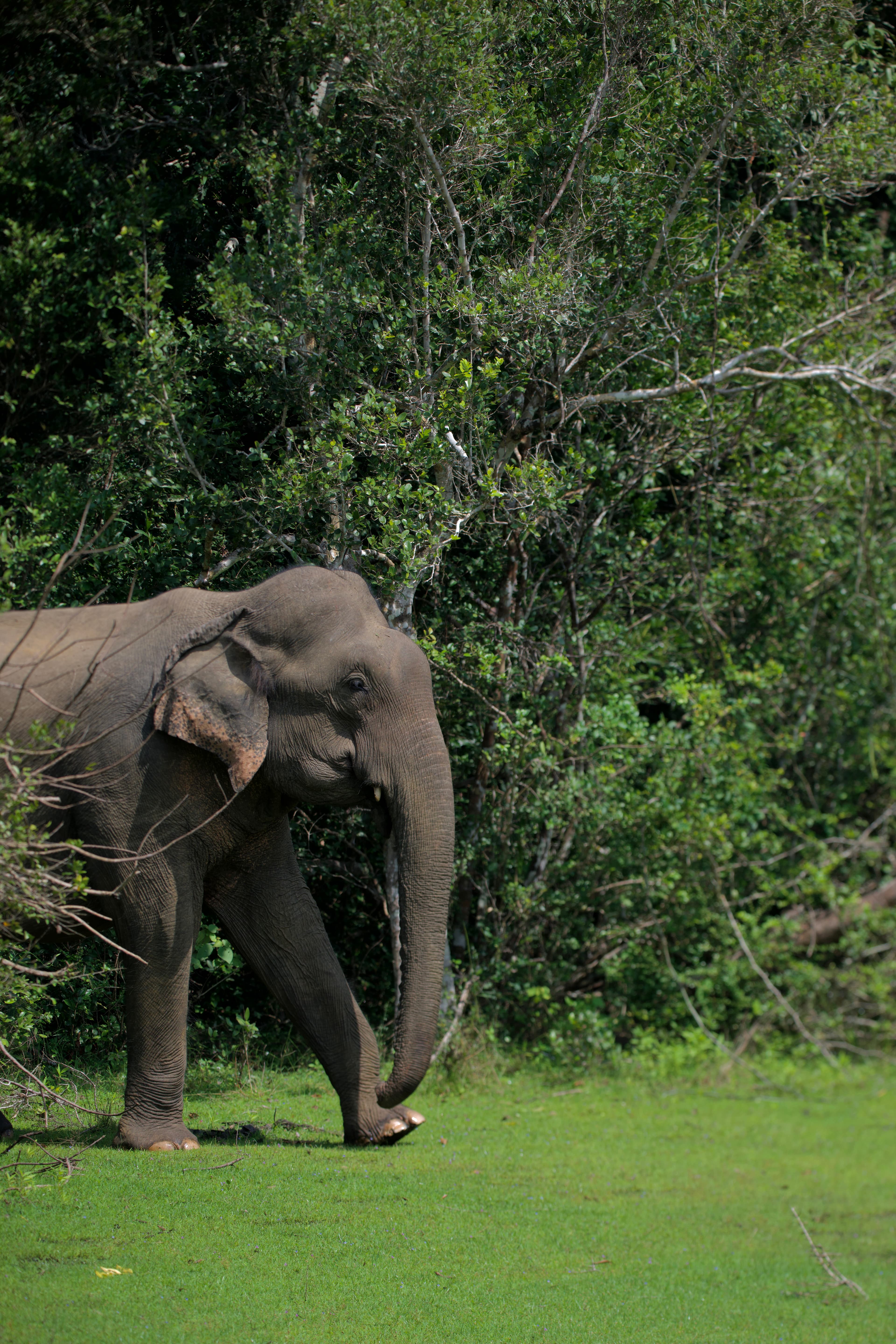 Gentle Giant