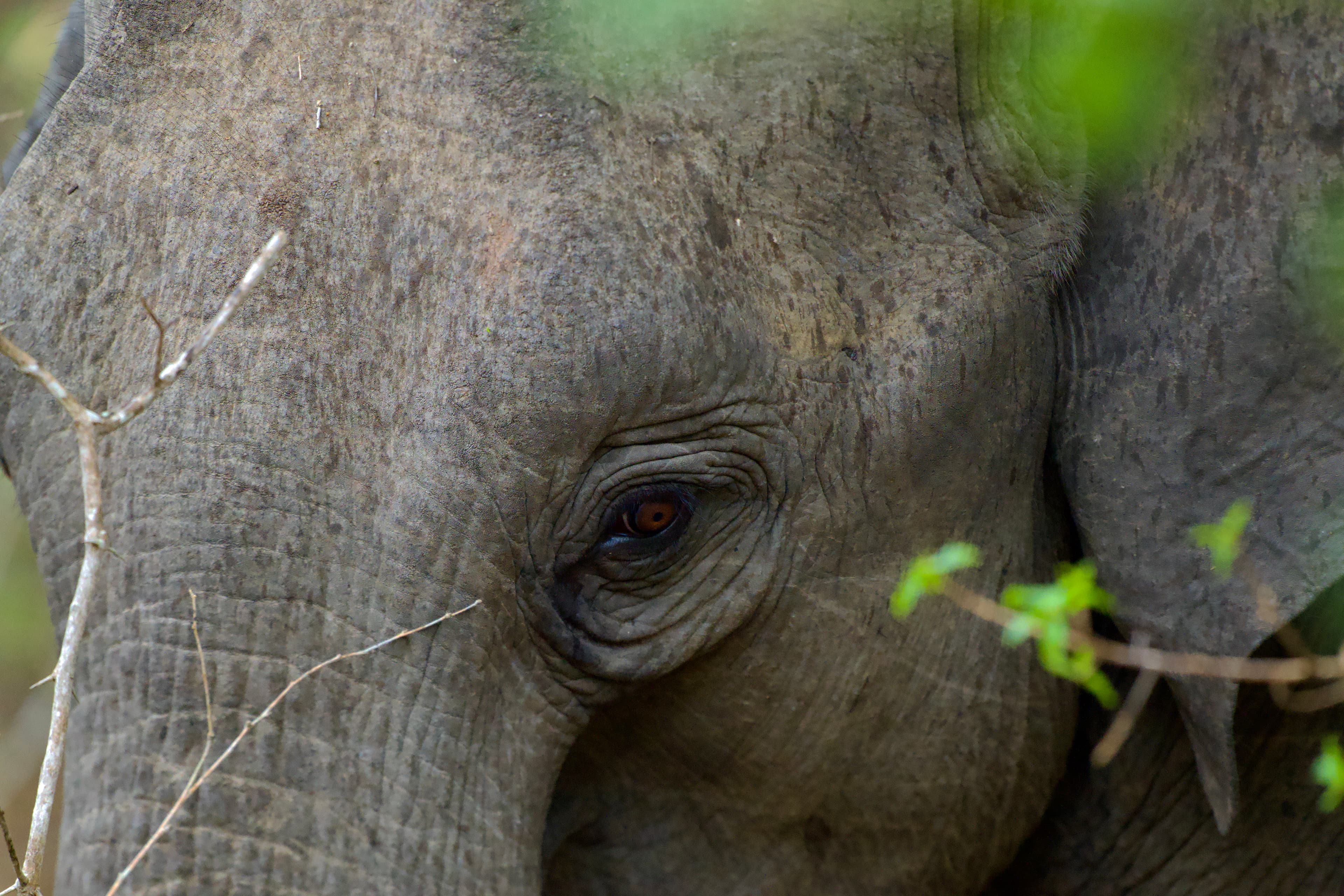 Gentle Giant