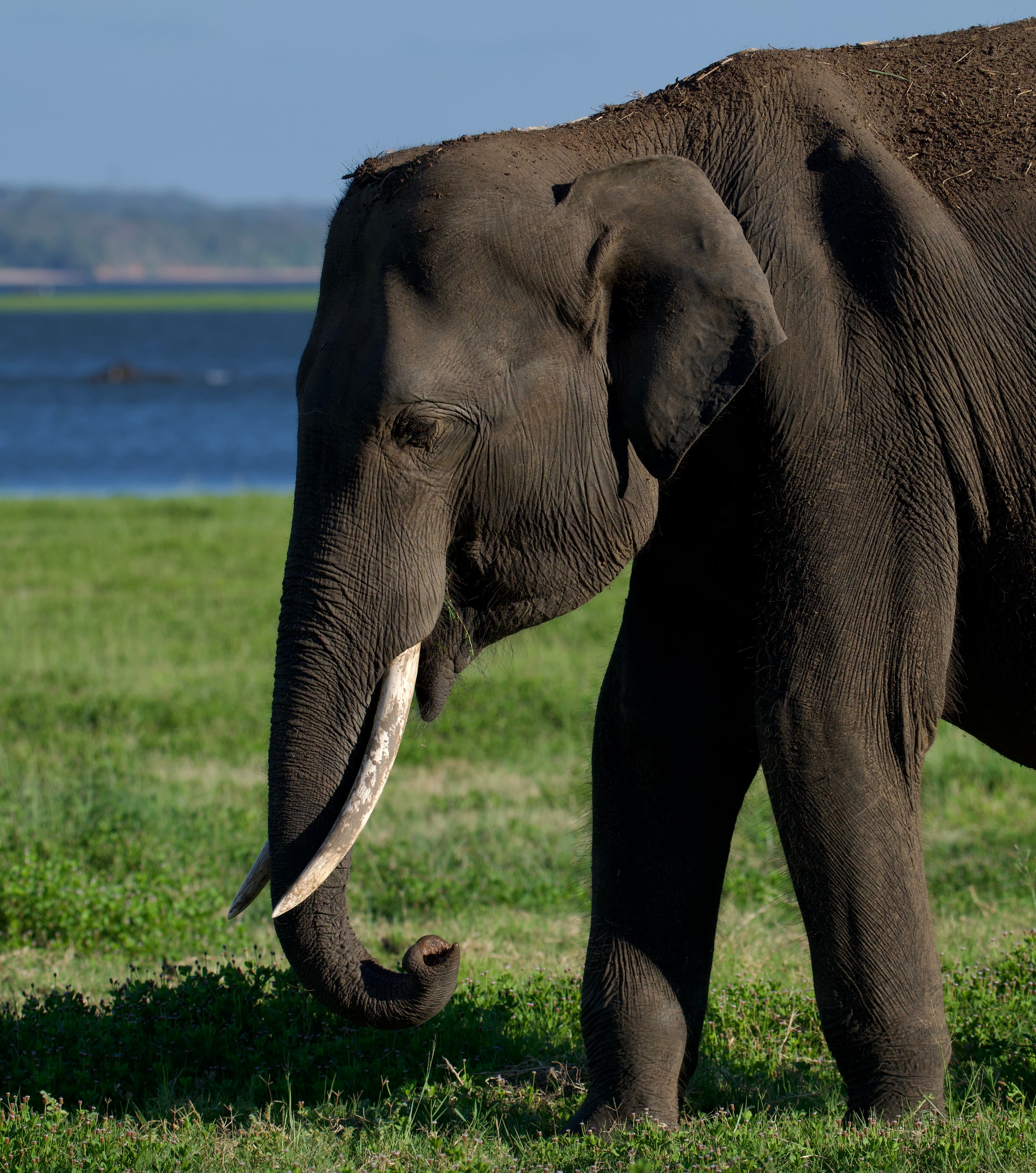 Gentle Giant