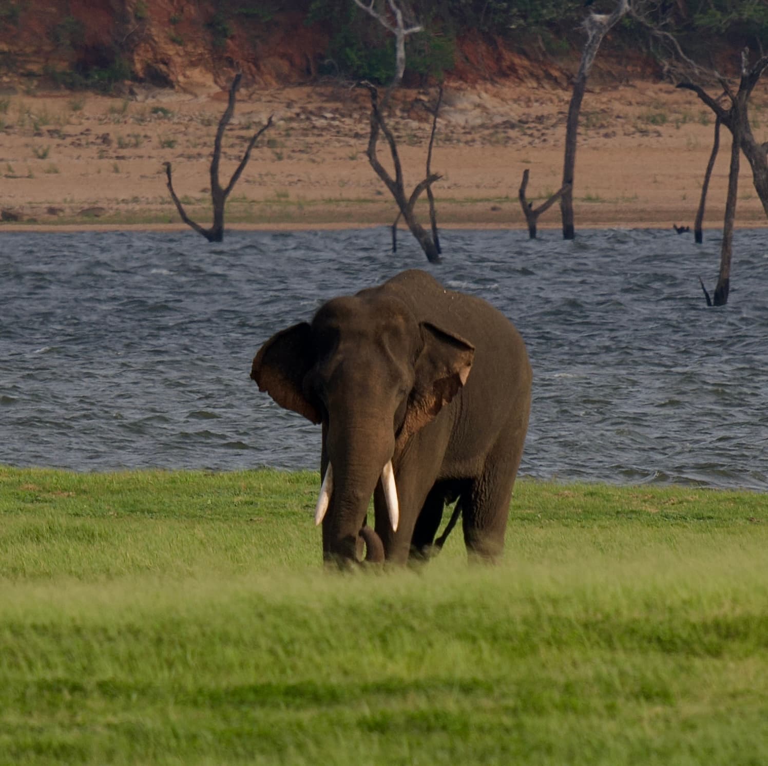 Gentle Giant