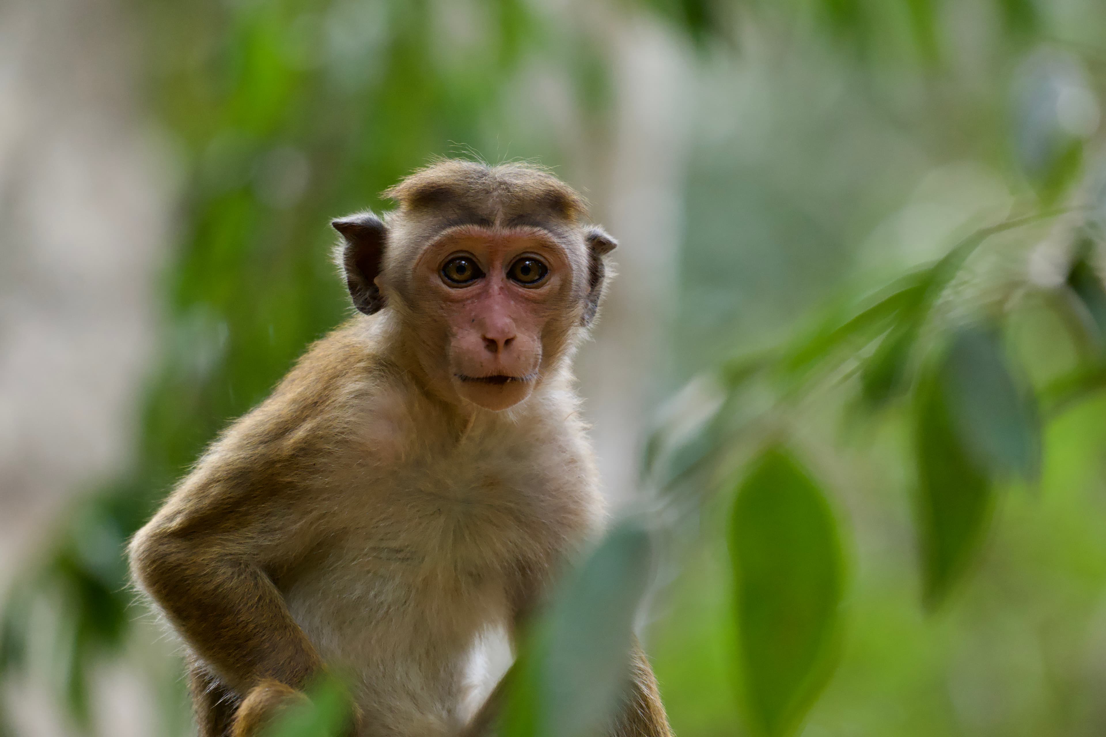 Curious Primate
