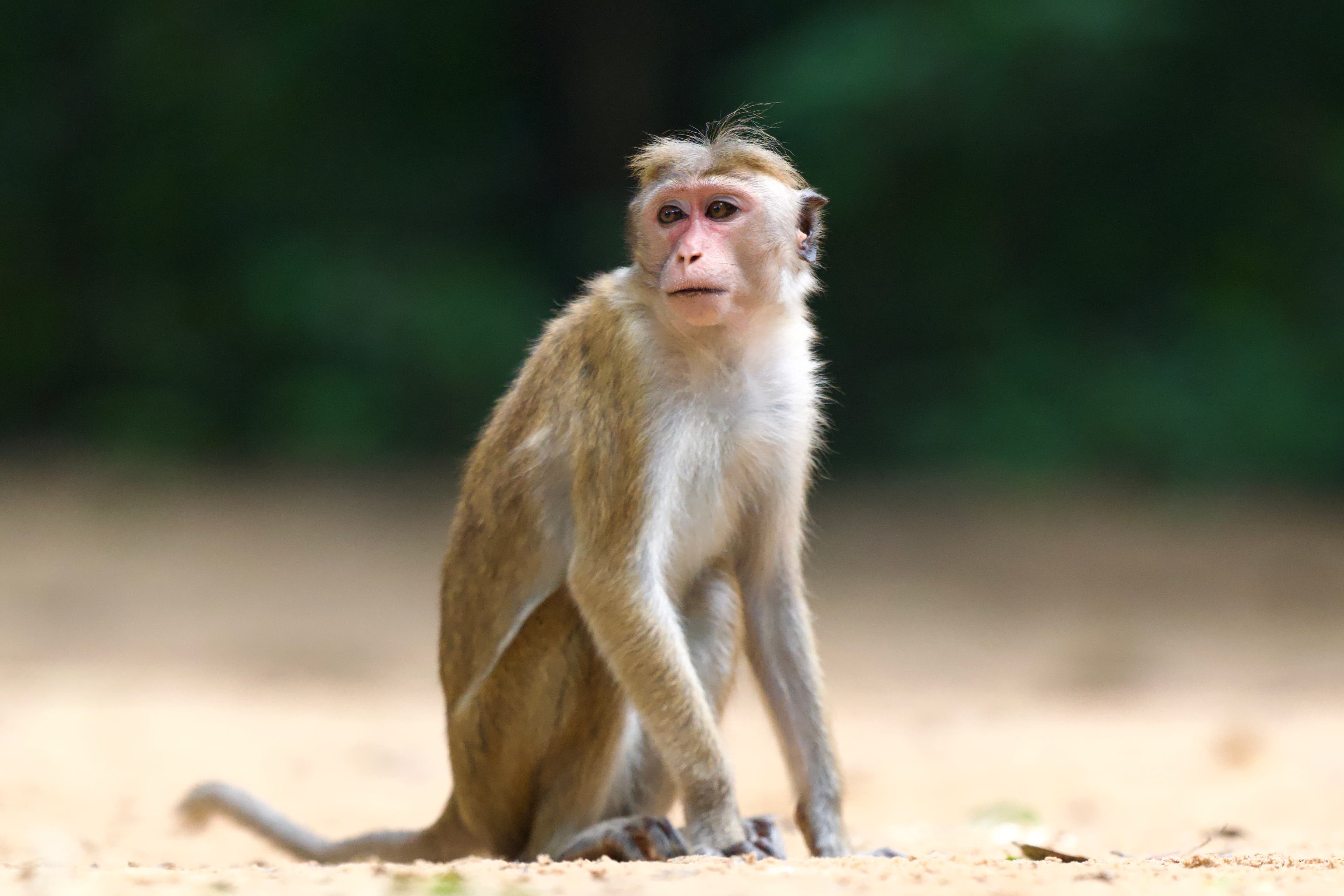 Curious Primate