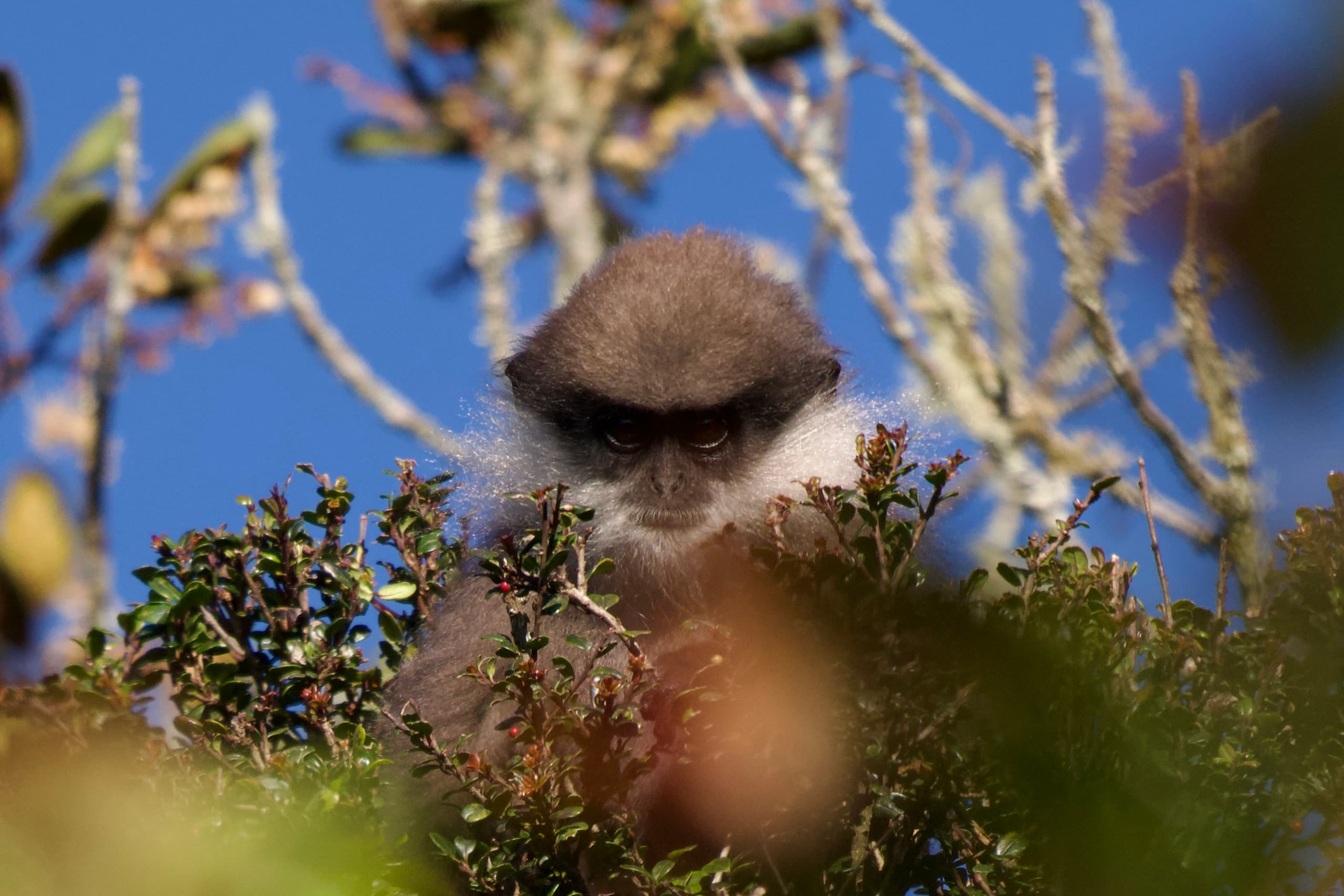 Curious Primate