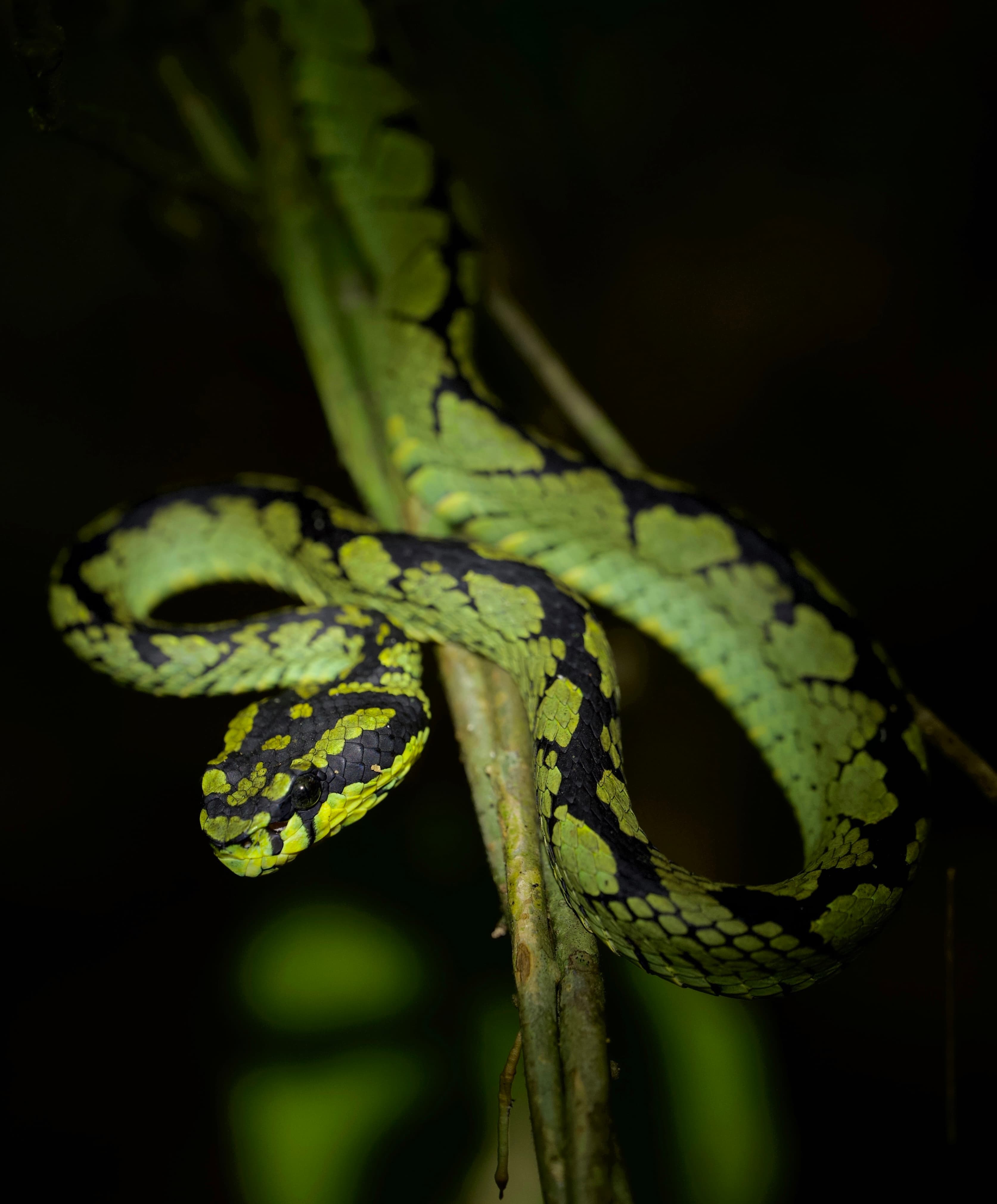 GreenHunter