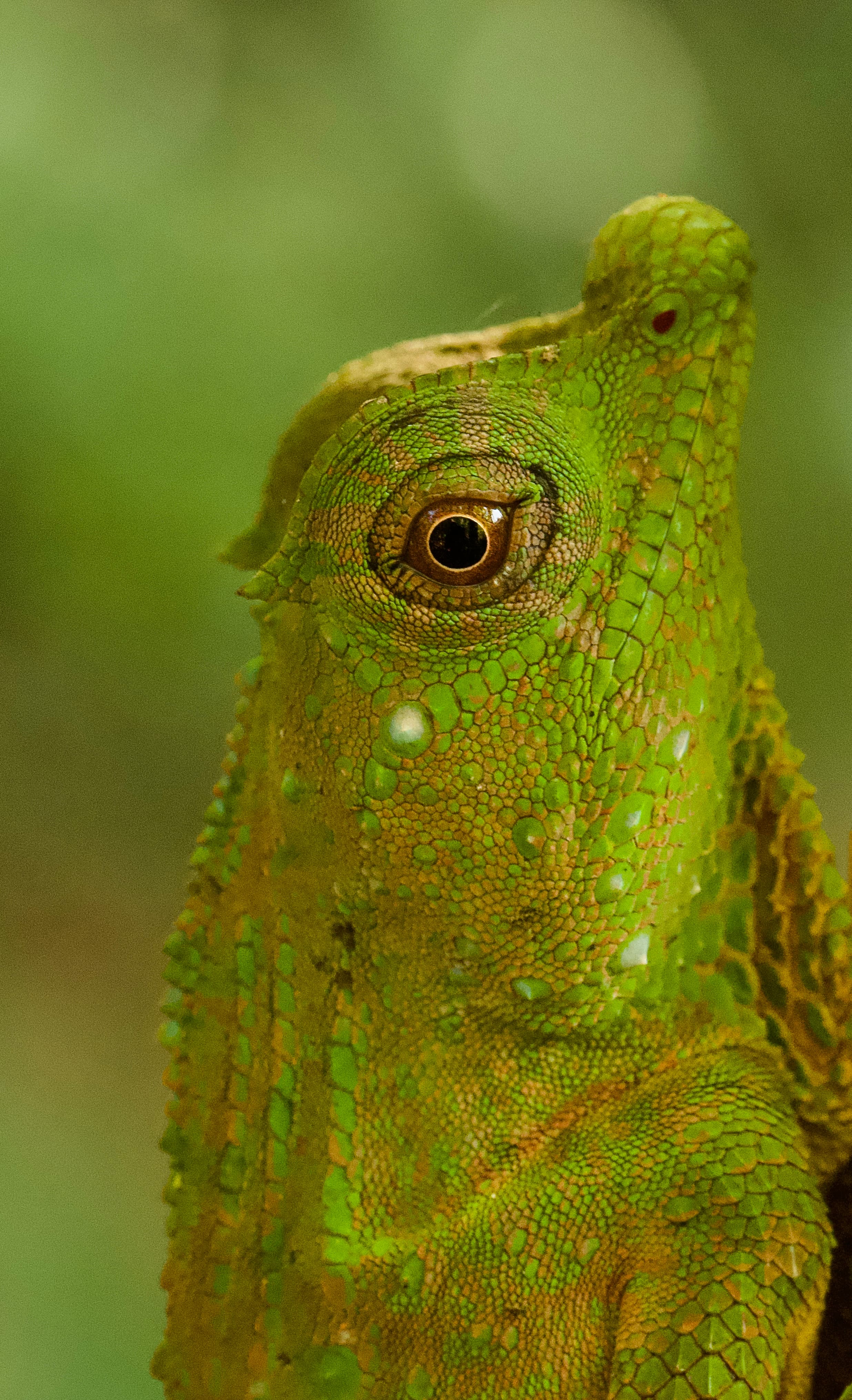 GreenHunter
