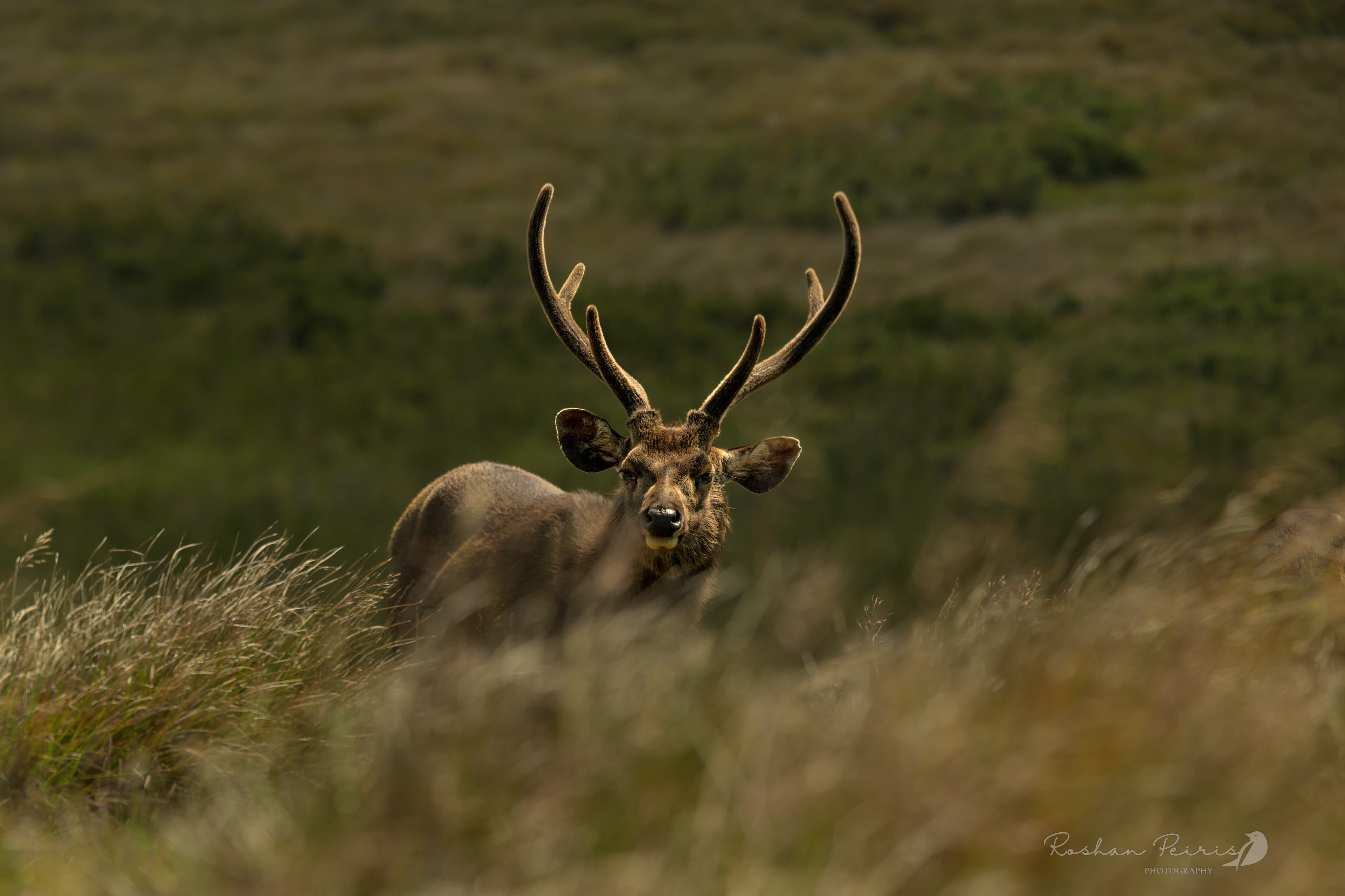HORTON PLAINS NATIONAL PARK - 2