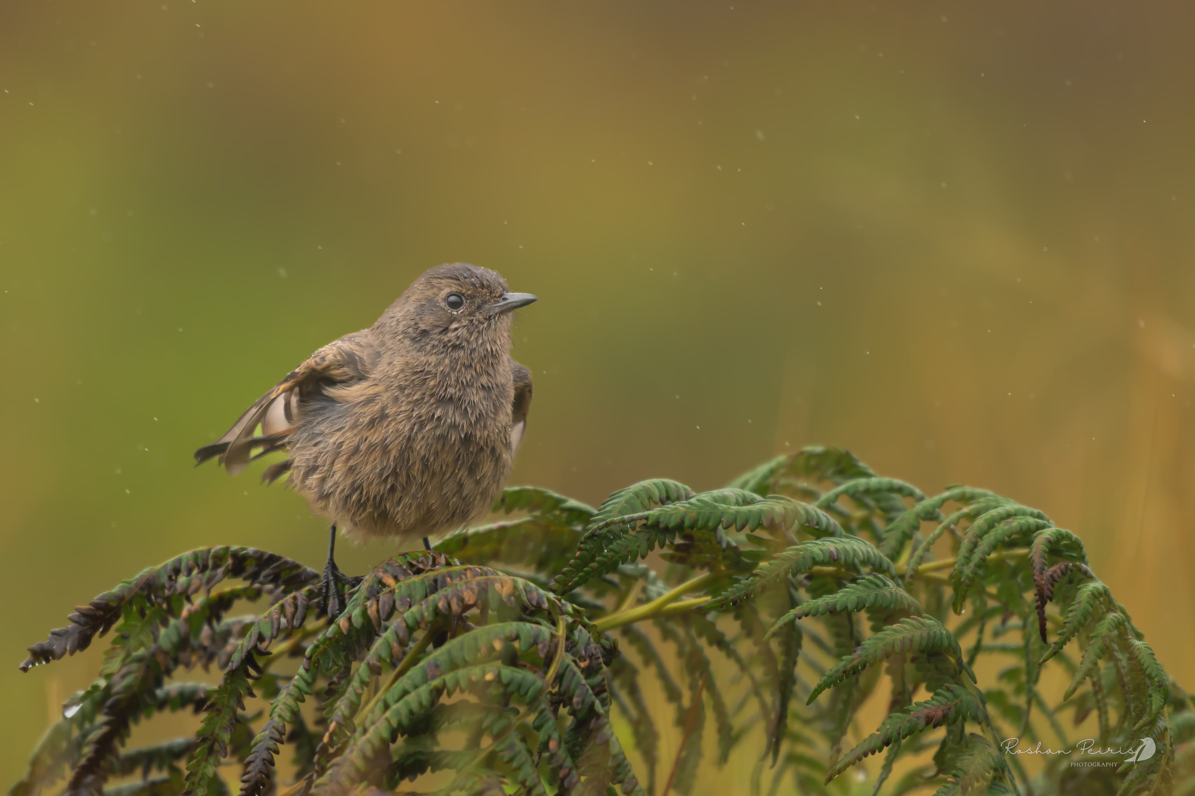 HORTON PLAINS NATIONAL PARK - 5