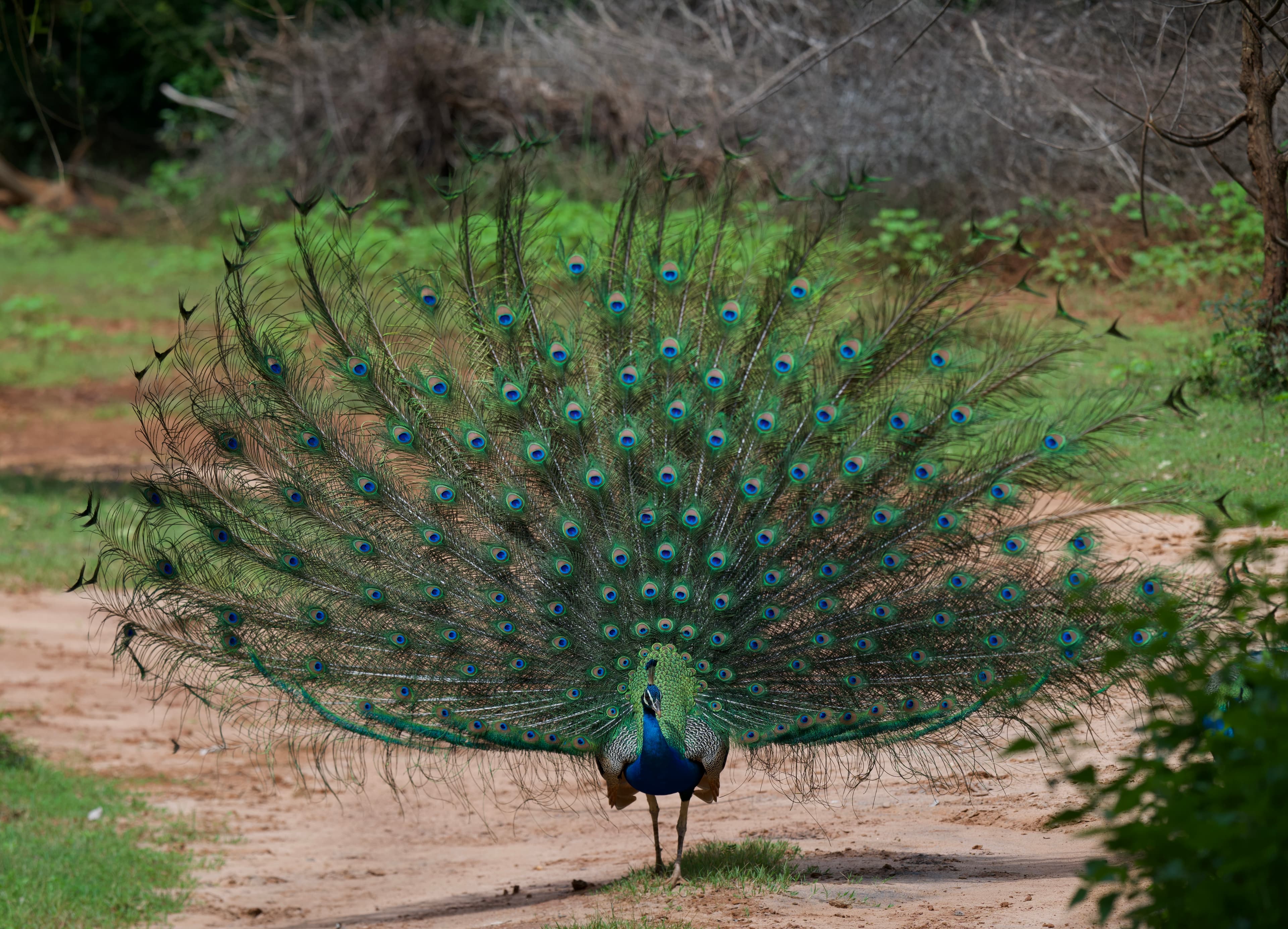 KUMANA NATIONAL PARK - 6