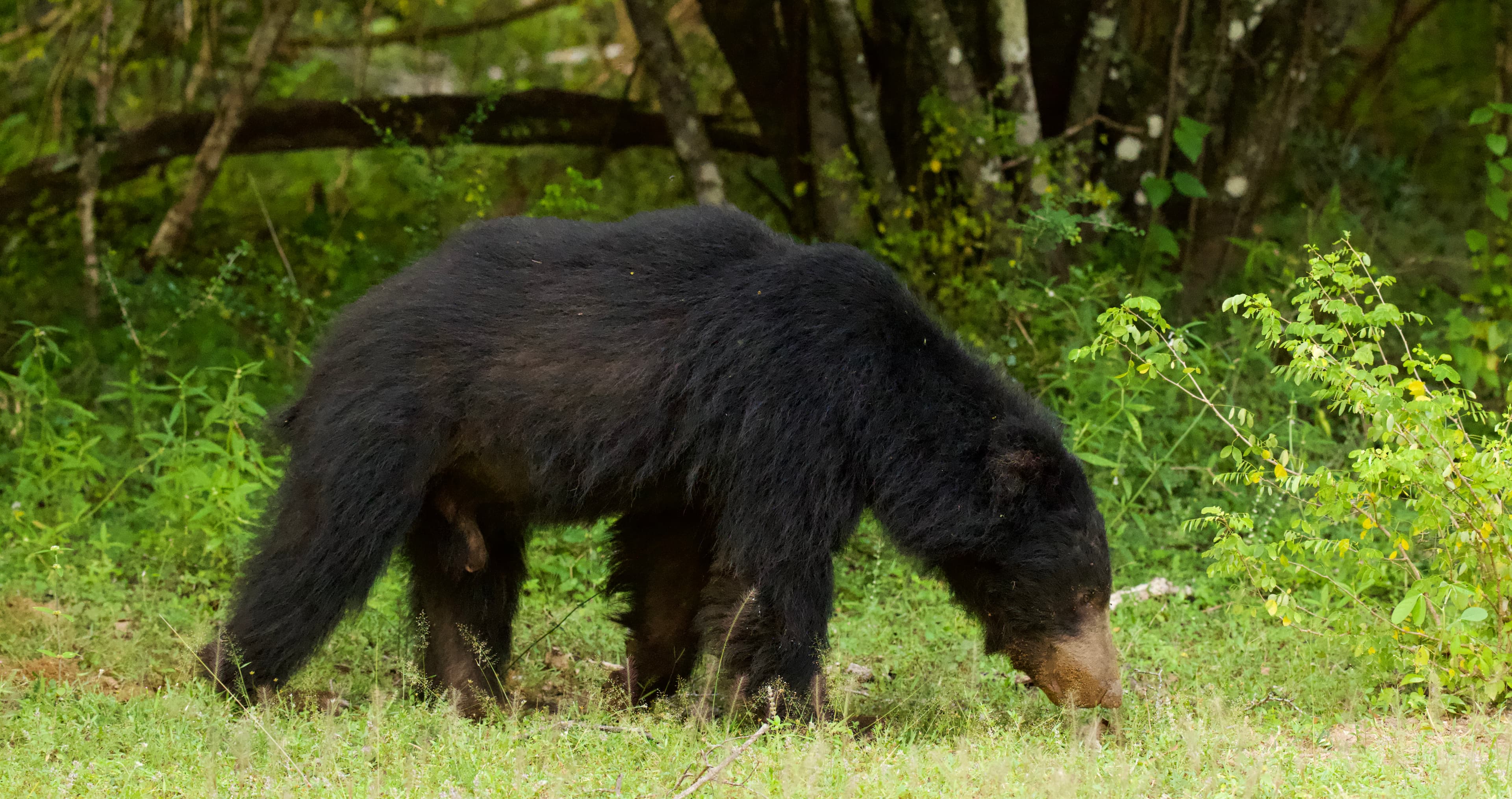 KUMANA NATIONAL PARK - 3