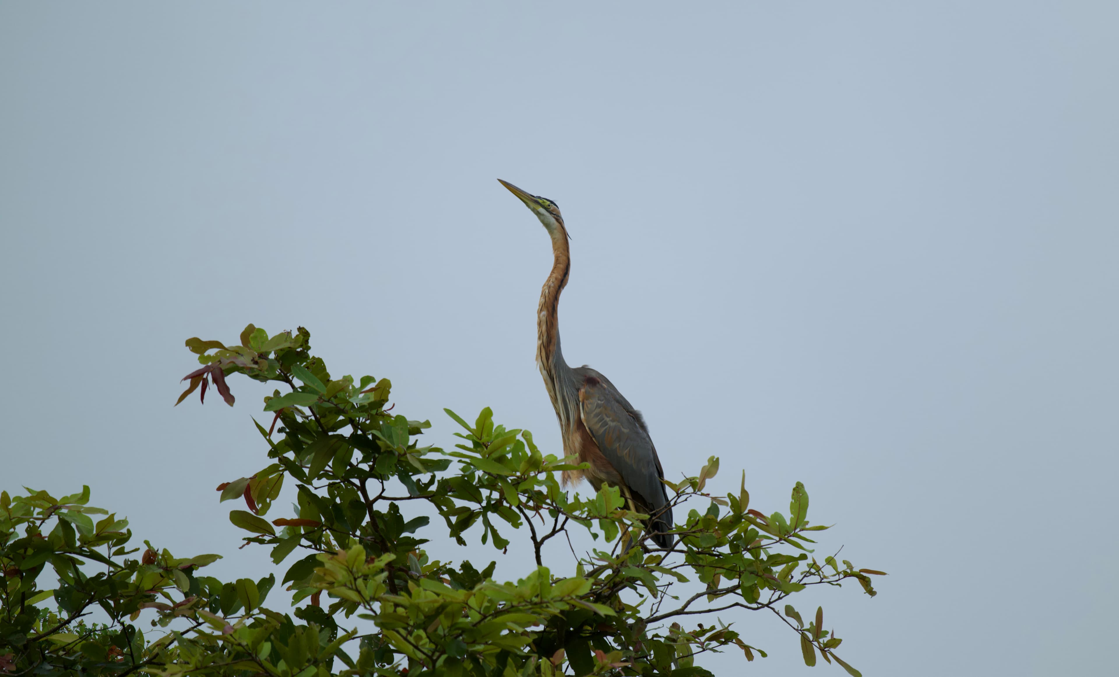 MINNERIYA – KAUDULLA - 3