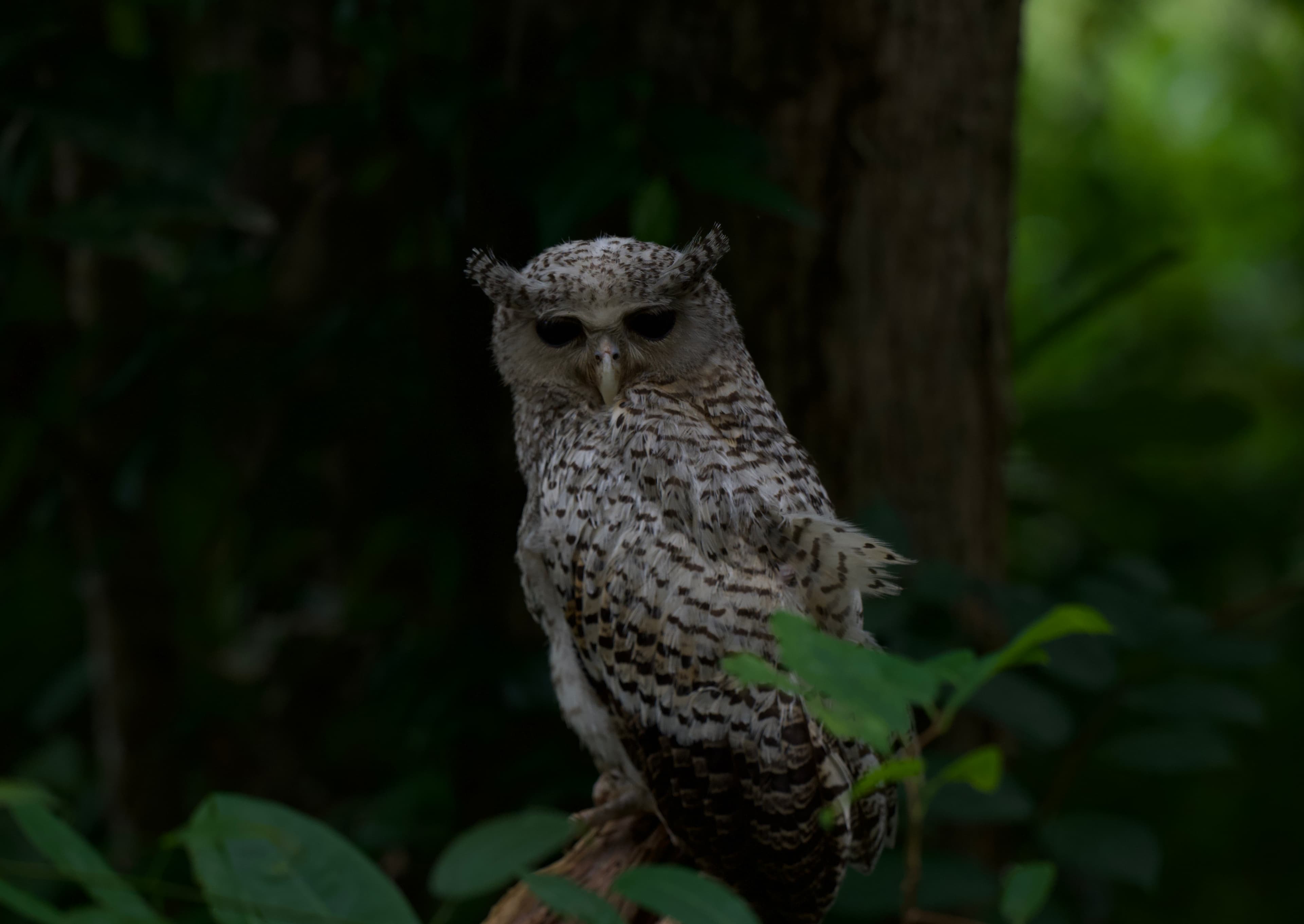 NILGALA FOREST RESERVE - 6