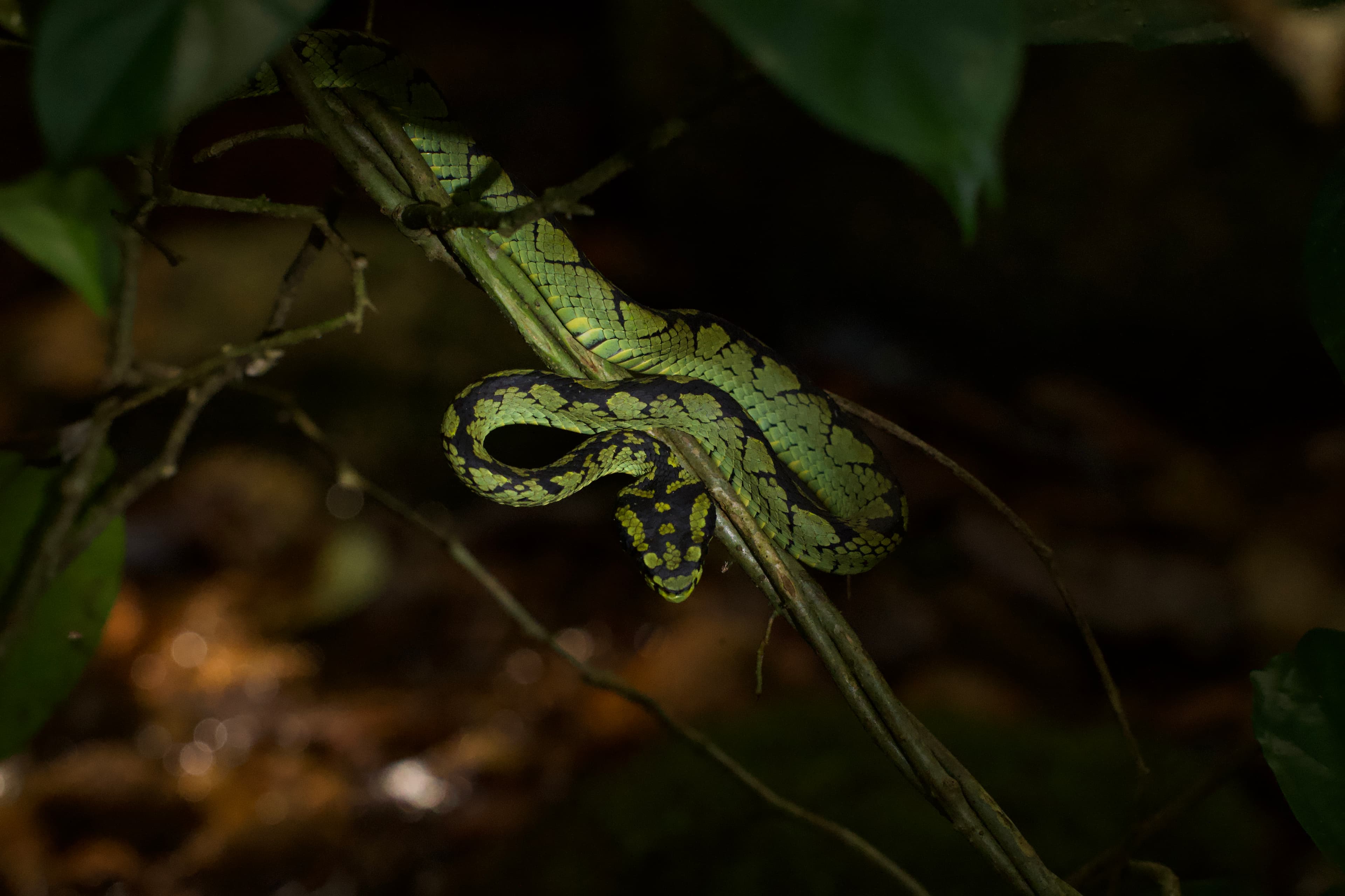 PART 3: Rainforest Immersion & Departure (Day 12-14)