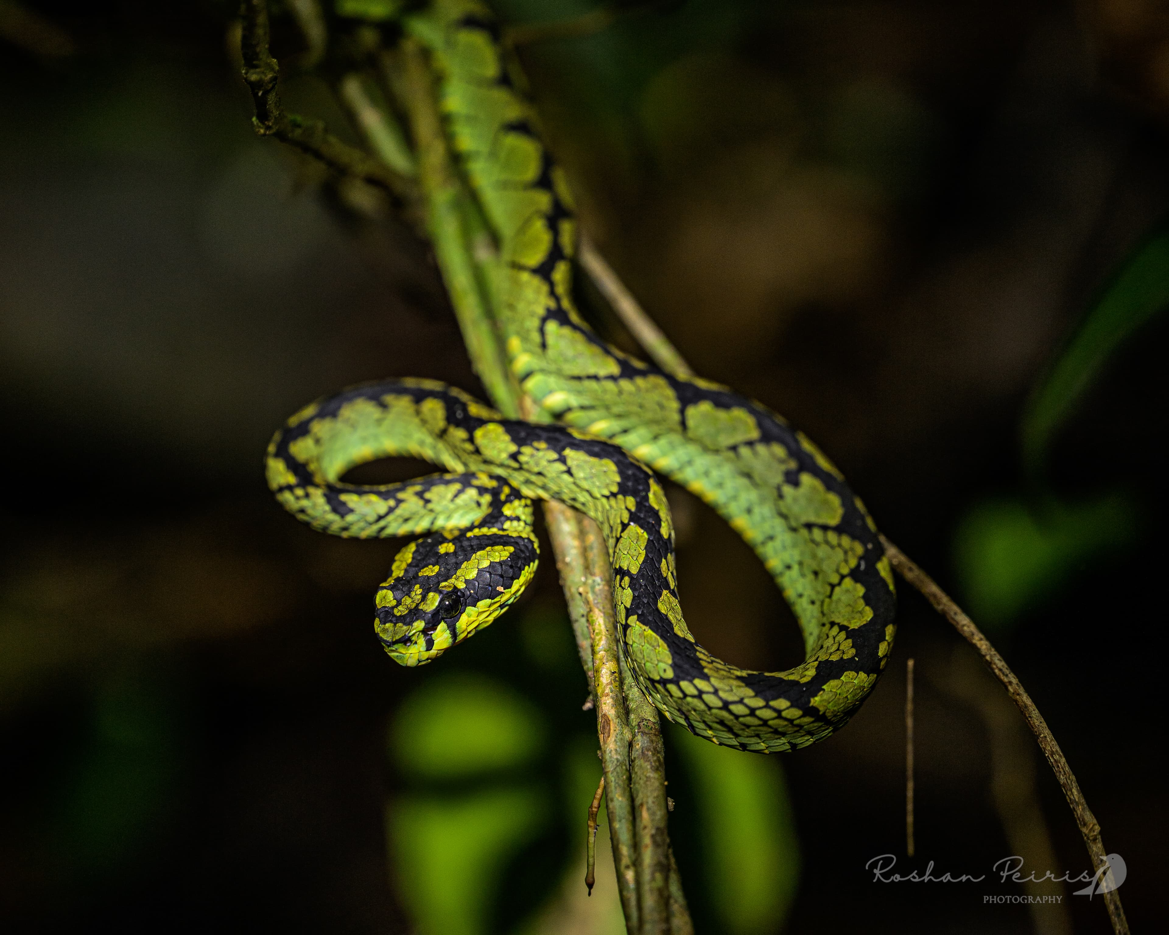 SINHARAJA RAIN FOREST RESERVE - 6