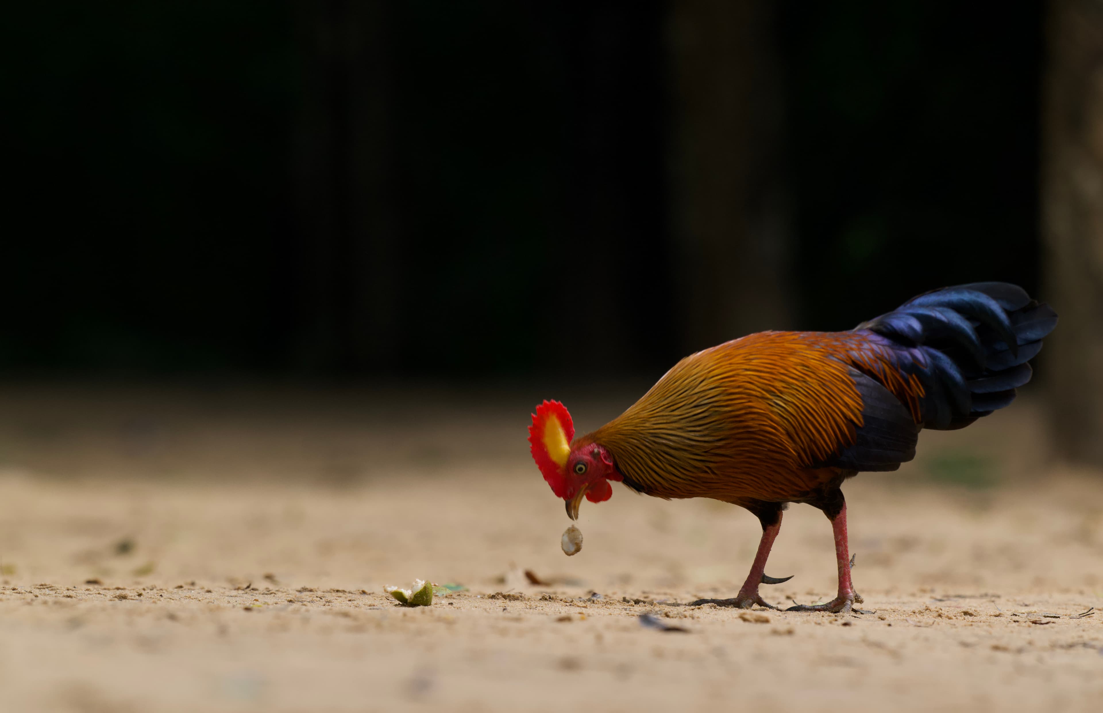 WILPATTU NATIONAL PARK - 3