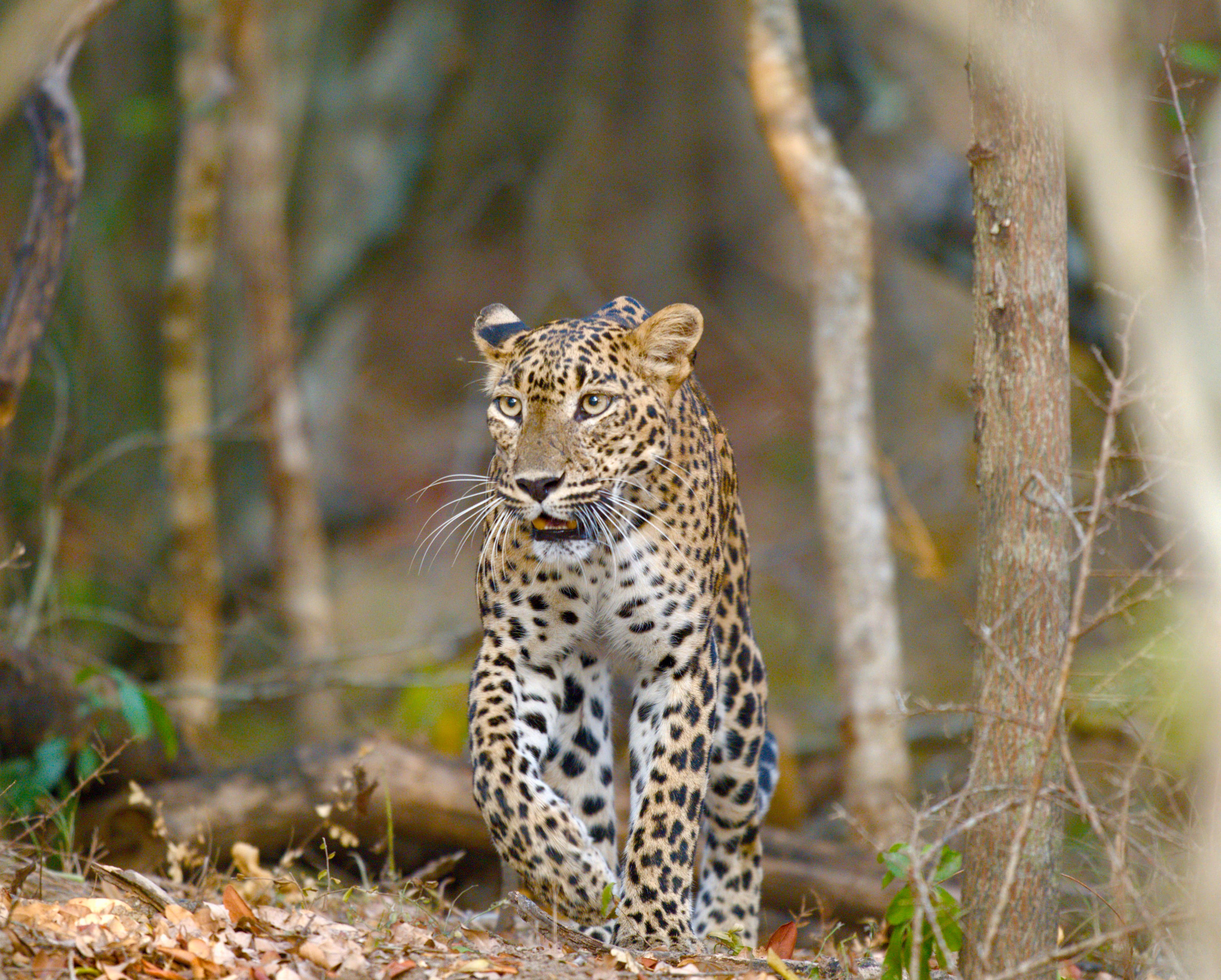 Wilpattu National Park