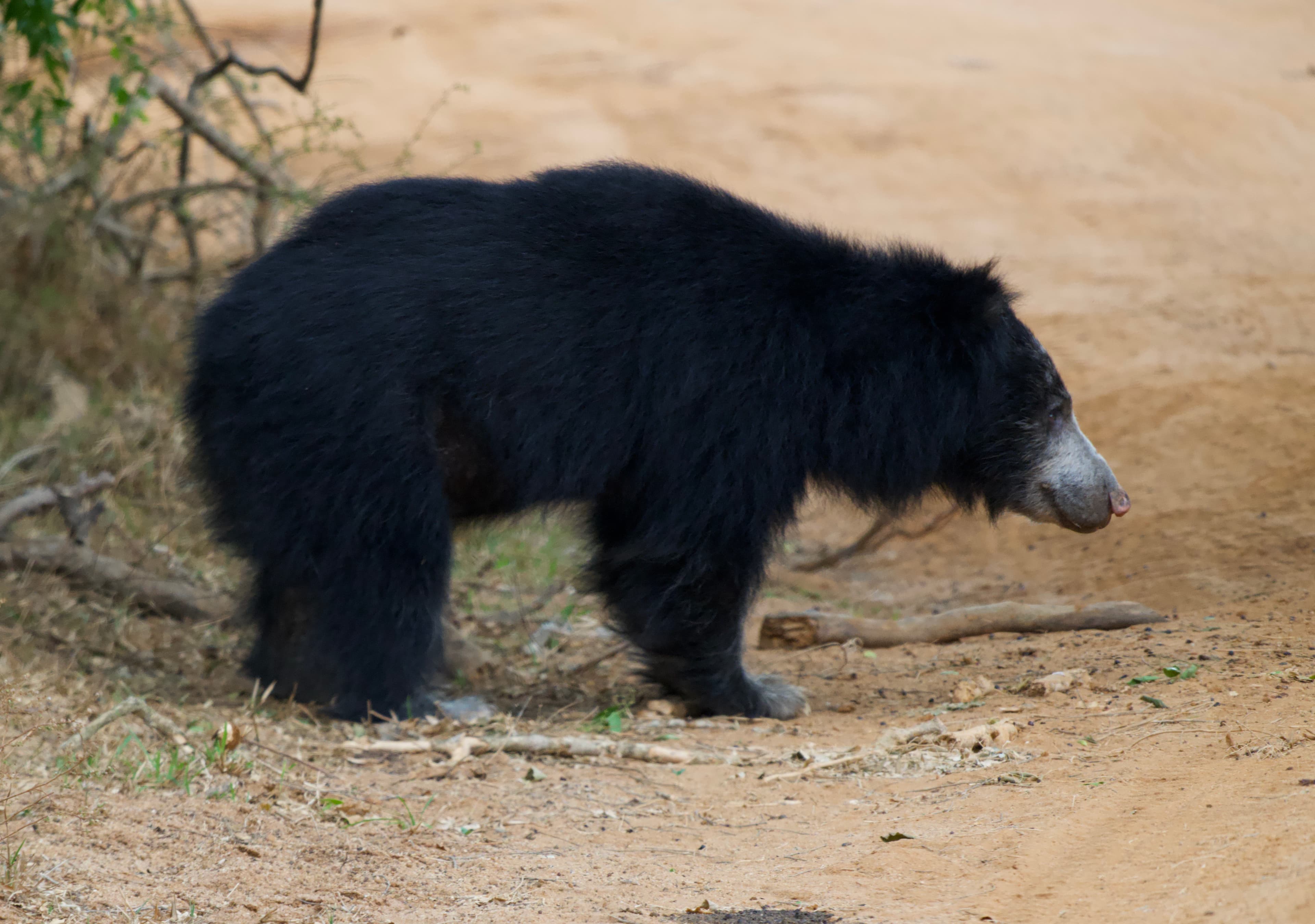 YALA NATIONAL PARK - 2