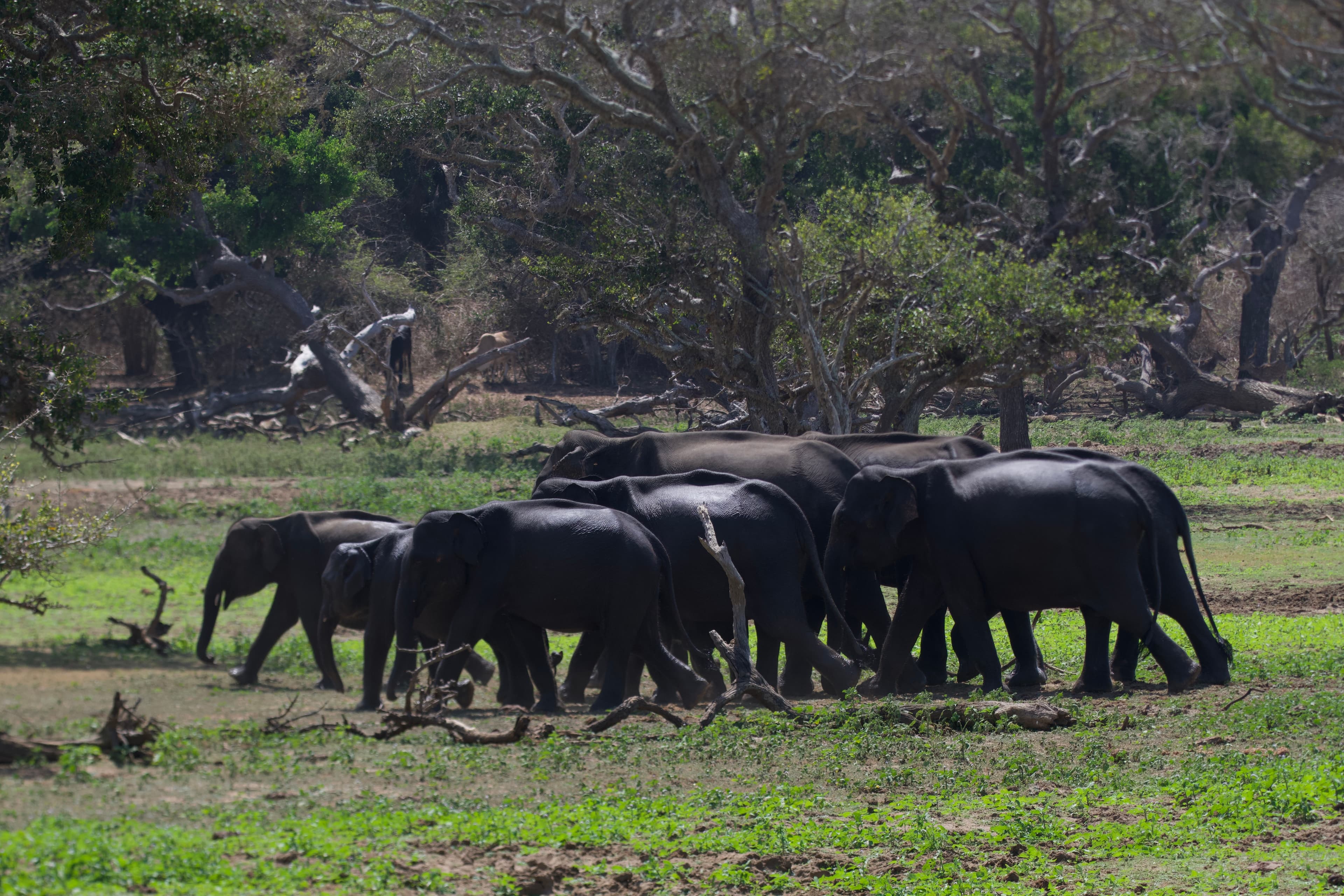 YALA NATIONAL PARK - 3