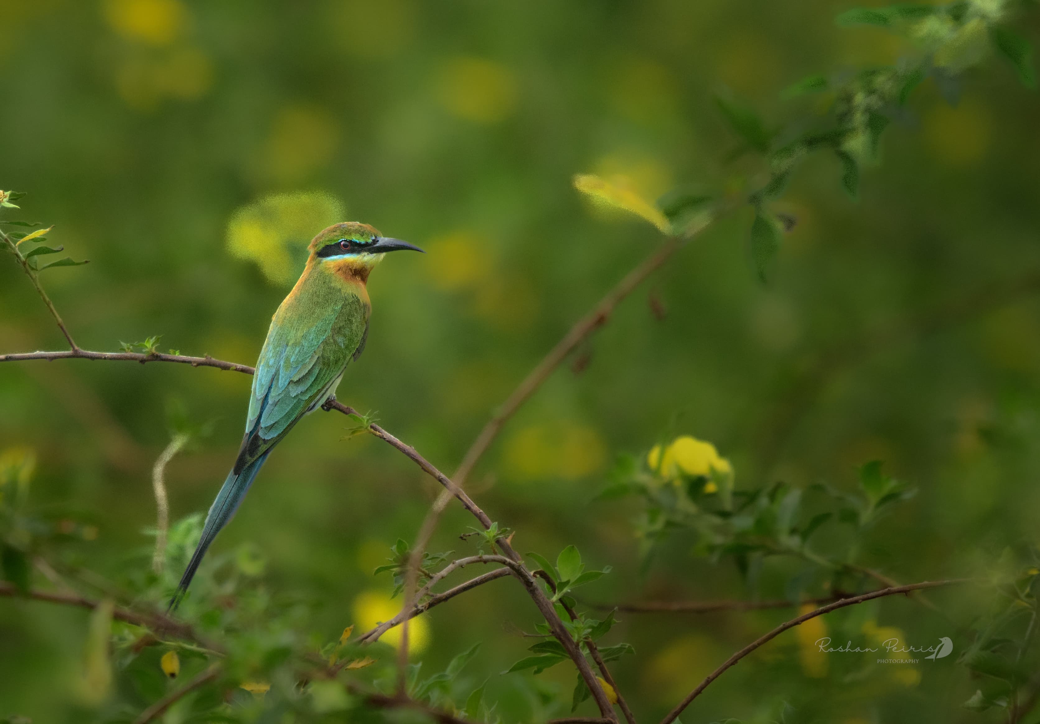 YALA NATIONAL PARK - 4