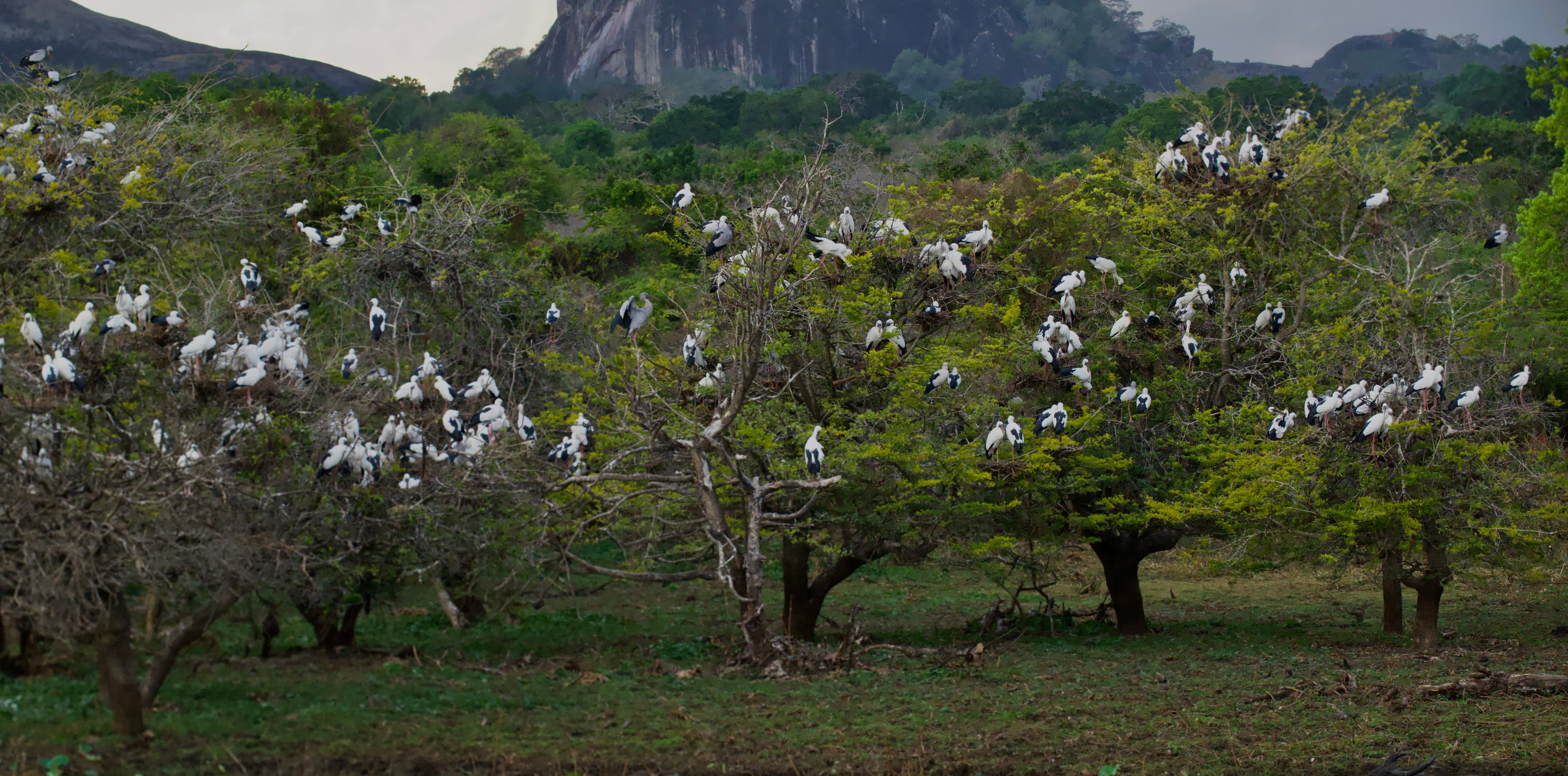 YALA NATIONAL PARK